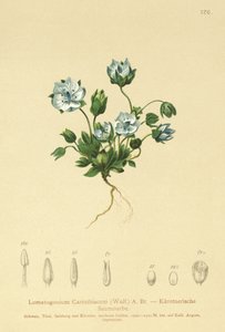 ブルーフェルトワート（Lomatogonium Carinthiacum） 作： German School
